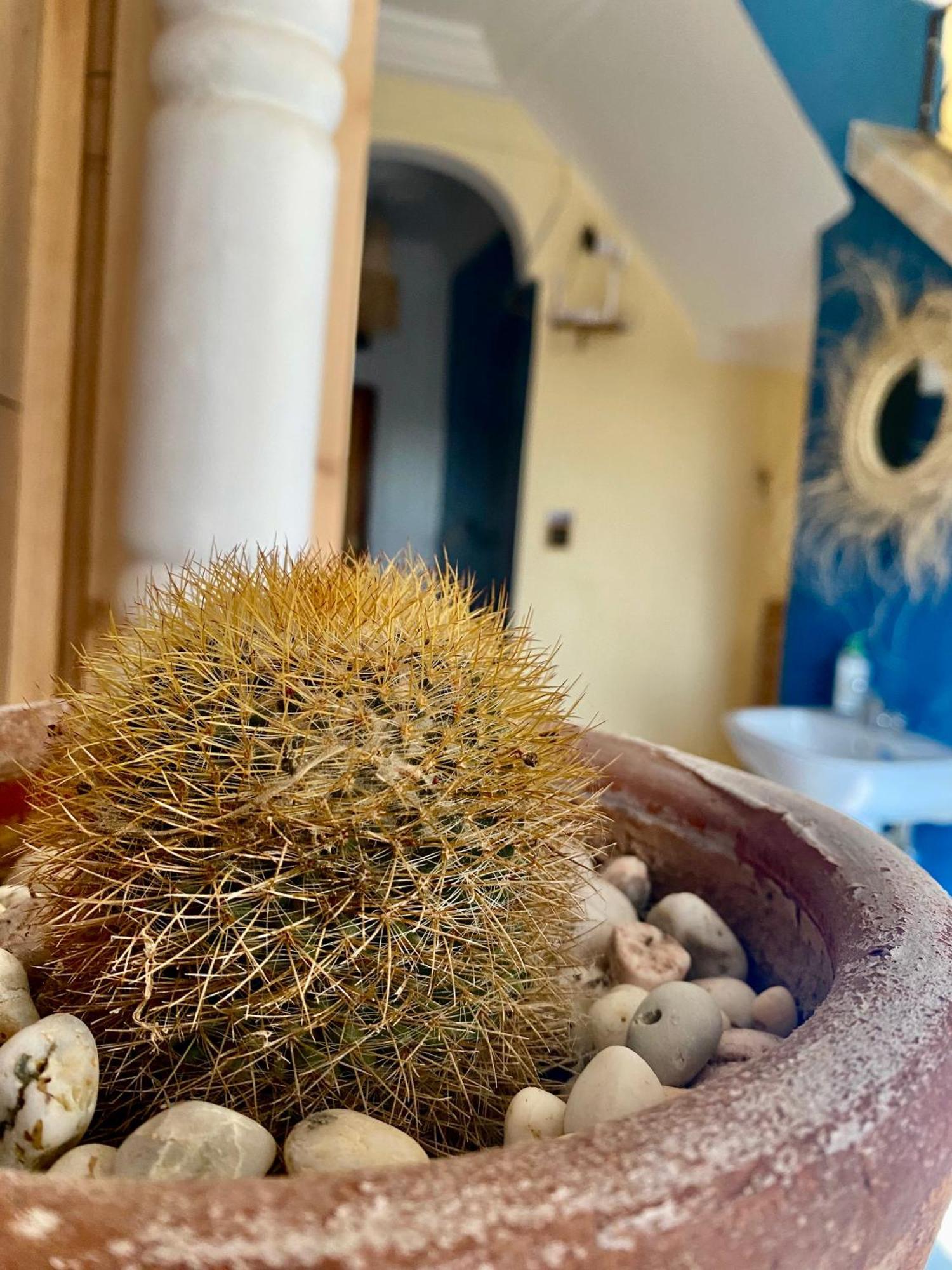 Tamraght Mamo Surf Morocco旅舍 外观 照片